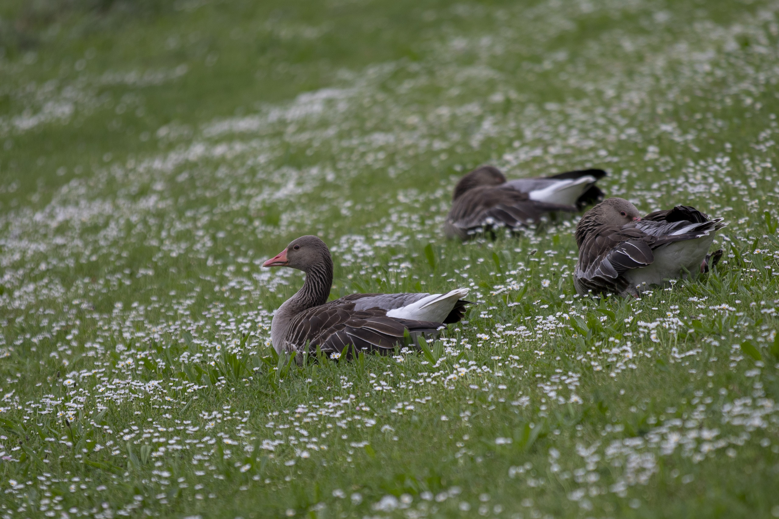 20250503132756 RD4 2456